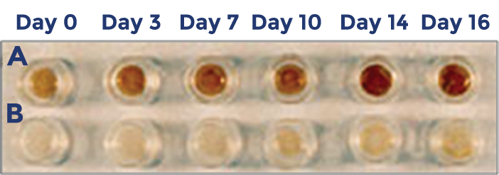 MelanoDerm cell culture inserts after 0, 3, 7, 10, 14, and 16 days